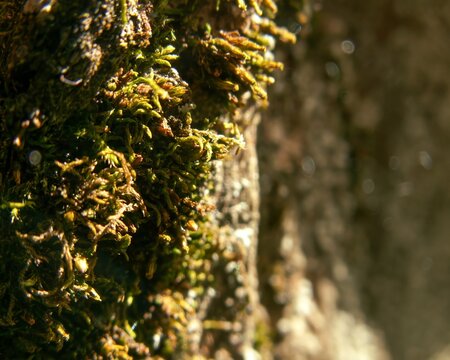 Close view of bryophyte colony with glowing seed capsules