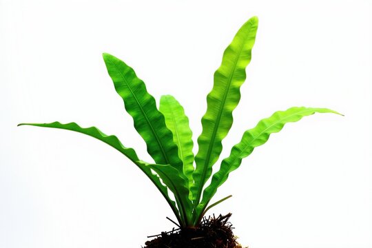 Bright green Java fern plant with wavy leaves grows from dark soil base on clean white background. Healthy tropical foliage for aquarium or aquascaping, shows natural growth.