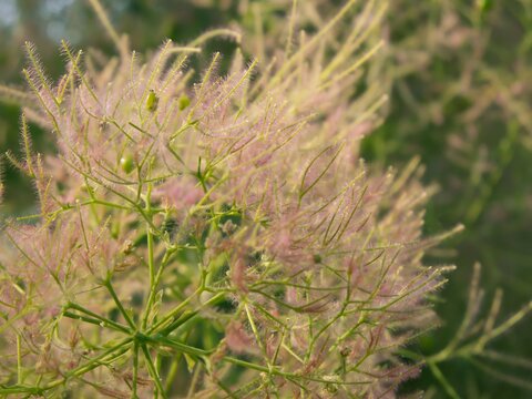 Delicate fruiting clusters of Cotinus coggygria in summer garden 
