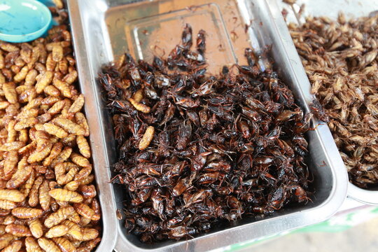 fried insects