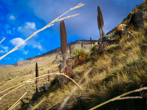 Ancient Puya raimondii plants growing on a grassy mountain slope in the high altitude wilderness of the Peru Andes mountains