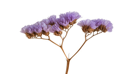 Obraz premium Isolated ornamental dried delicate purple limonium flower with a natural branching stem