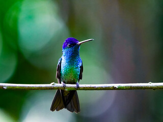 Fototapeta premium A vibrant, jewel-toned hummingbird, showcasing its shimmering iridescent plumage, gracefully perches on a slender branch, captured in the rich, natural beauty of Peru's diverse wildlife