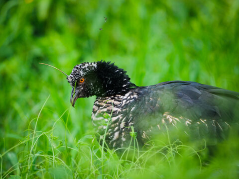 Horned screamer bird wading through the lush green marshes of Peru