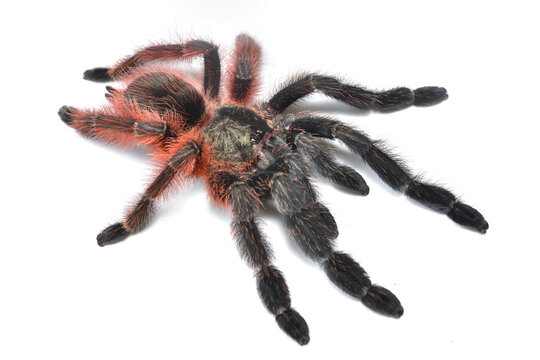 Closeup of the tree spider Psalmopoeus victori, the first arboreal tarantula species described for Mexico photographed on white background.