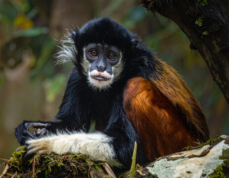 Spider monkey portrait sitting in lush habitat