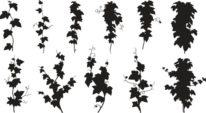 Set of ivy plant silhouettes