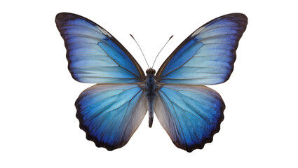 Isolated vibrant blue butterfly with wings spread, showcasing its natural beauty and iridescence. © Lucas