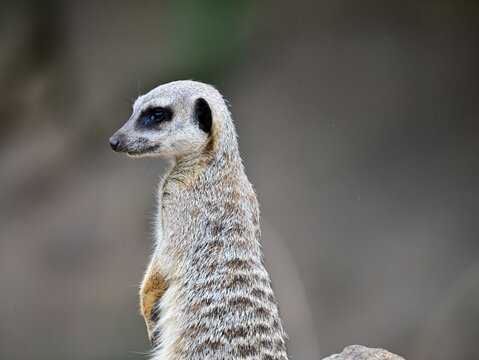 Suricata de perfil
