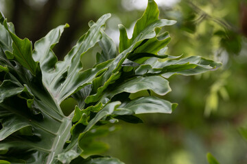 Deeply Lobed Dark Green Leaves of a Tree Philodendron © foreverhappy