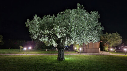 An old olive tree with a gnarled trunk is dramatically illuminated at night on a green lawn, surrounded by globe pathway lights, traffic cones, and a small wooden structure. © aura