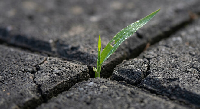 Resilience in Growth: A solitary blade of grass, glistening with dew, emerges with tenacious spirit through a crack in dry, parched earth.