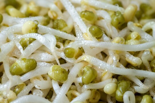 Fresh mung bean sprout with water drop. Raw vegetable ingredient for traditional Vietnamese cuisine. Healthy organic food background, salad component for vegan diet and nutrition.