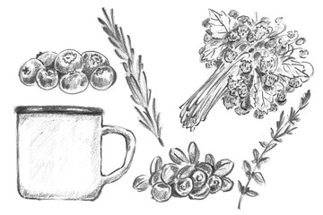 Pencil set of a forest berry tea : enamel mug, blueberries, cranberries, wild strawberries, rosemary, and thyme. Perfect for organic tea packaging, cottagecore blogs, and botanical menu designs © Margarita