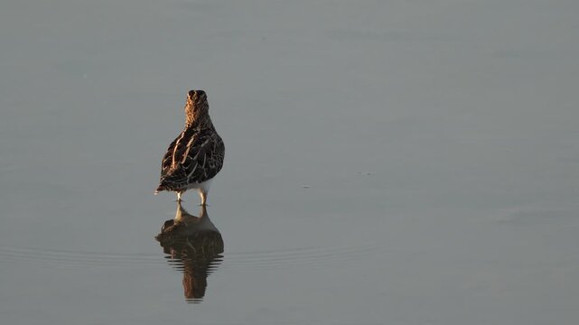 A common snipe (Gallinago gallinago) reacting to danger