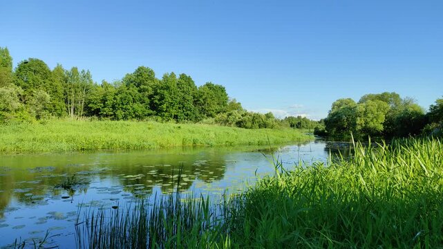 River and forest №7