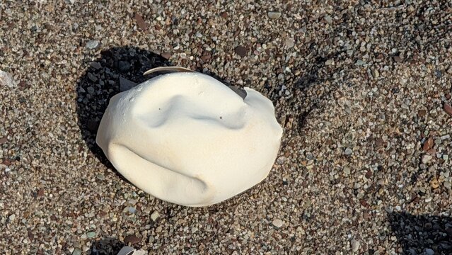 Macros shot of hatched turtle egg sitting on sand in the sunshine.