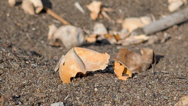 Sun on aged hatched Turtle shell