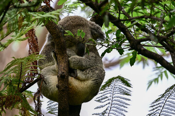 Koala de cuerpo completo durmiendo © Pablo