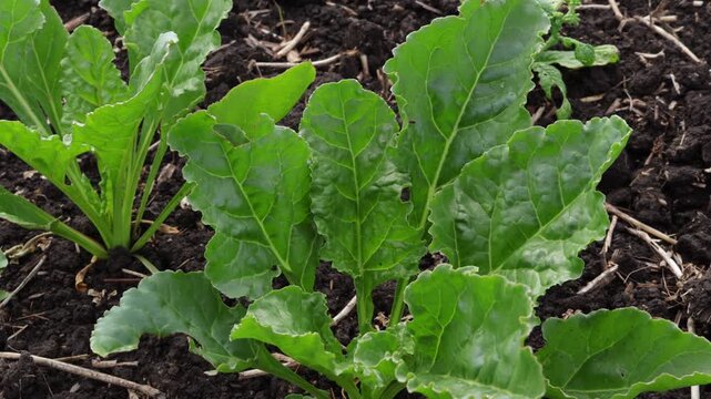 Growing Green Beet Sprouts in a Garden in Spring