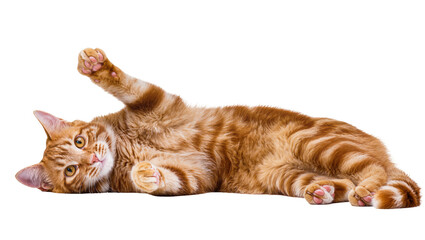 Isolated playful orange tabby cat lying on its back with one raised paw, looking at camera © Oisin