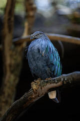 Obraz premium Nicobar pigeon perching on branch in habitat