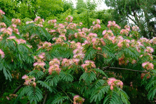 Pink silk tree flowers blooming with lush green foliage in summer