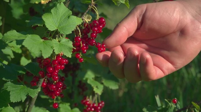 Hand reaching for ripe red currants on a bush, showcasing the process of harvesting fresh fruit in a sunny outdoor garden setting
