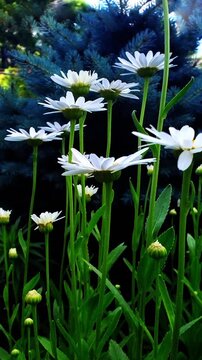 Wild herb garden with flowering chamomile - Daisy HD stock video