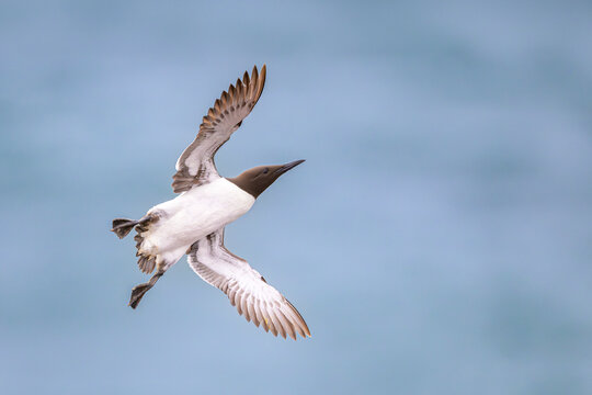 trottellumme Uria aalge guillemot