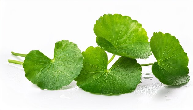 fresh green centella asiatica leaves with water droplets isolated on white background