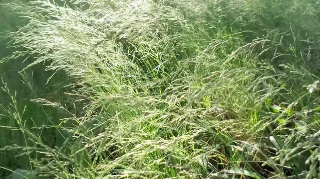 Lush green wild grass blowing gently in the wind on a summer day, macro shot