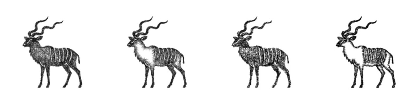 Sketch kudu icon design set