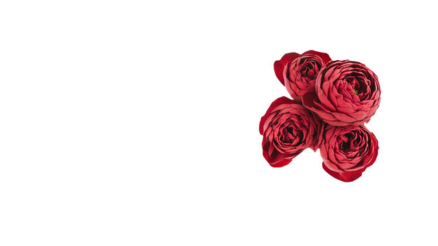 赤い薔薇の花束の背景透過マクロ素材