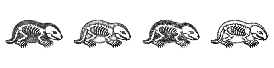 Fototapeta premium Sketch monochrome mole skeleton icon design set