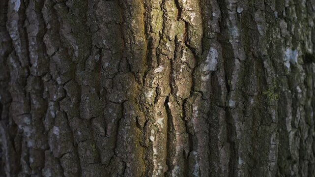 Upward drift revealing light‑edge contrast across bark structures