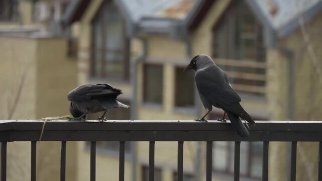 Two jackdaws feeding and observing on railing in urban setting
