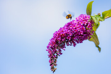 Selective focus of violet flowers Summer lilac (Vlinderstruik) with bumblebee, Buddleja davidii, Butterfly-bush or Orange eye is a flowering plant in the family Scrophulariaceae, Natural background. © Sarawut