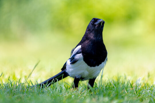 Selective focus of Eurasian magpie in its natural habitat, Ekster walking on green grass meadow, A resident breeding bird throughout the northern part of the Eurasian continent, Living out naturally.
