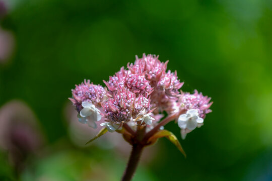 Selective focus of purple pink hortensia flowers with green leaves in the garden, Hydrangea aspera (Macrophylla) is a species of flowering plant in the family Hydrangeaceae, Natural floral background.