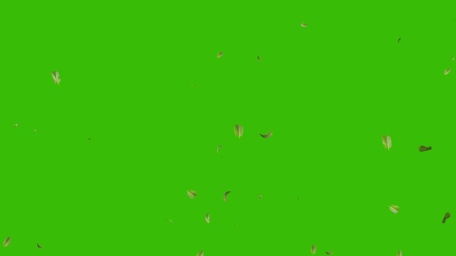 Falling Mint Leaves Green Screen Effect | Realistic Fresh Mint Leaf Drop Animation Loop HD Chroma Key Overlay for Video Editing