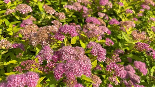 Close-up of blooming pink Japanese Spirea flowers swaying in the wind in a sunny garden