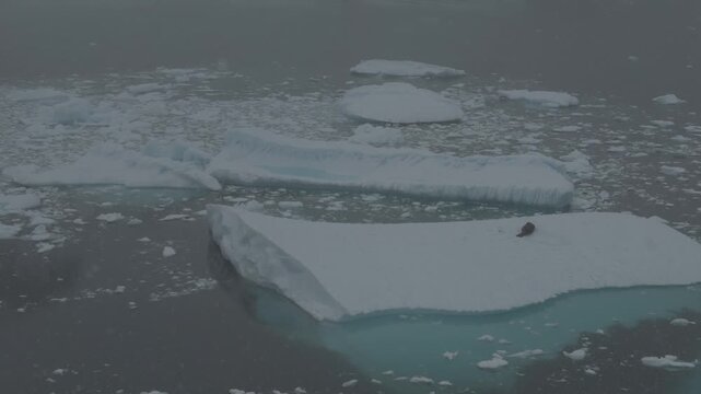 Sleeping Seal Drone Shot Low Visibility Blizzard Conditions Antarctica 4K