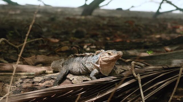Gray and orange iguana perches on weathered log surrounded by dried palm leaves and fallen branches in tropical forest. Reptile displays distinctive spiny crest and textured scales in natural habitat.