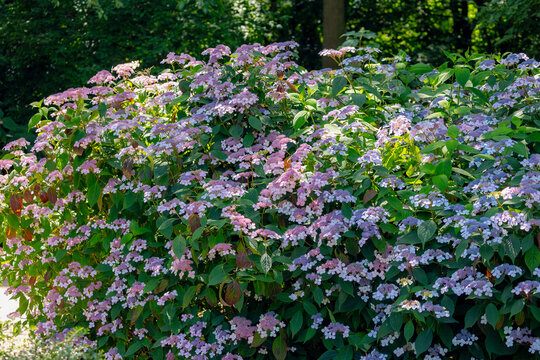 Selective focus bushes of purple pink hortensia flower with green leaves in the garden, Hydrangea serrata is a species of flowering plant in the family Hydrangeaceae, Natural floral pattern background