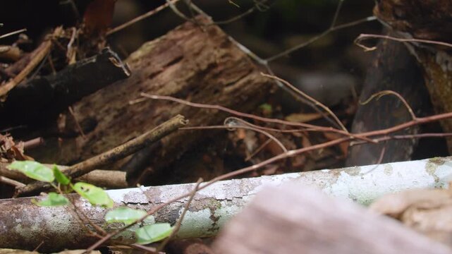 Jesus lizard rests on weathered log surrounded by fallen branches and decaying wood in dense tropical forest. Brown basilisk blends with natural debris and green foliage in humid jungle environment.
