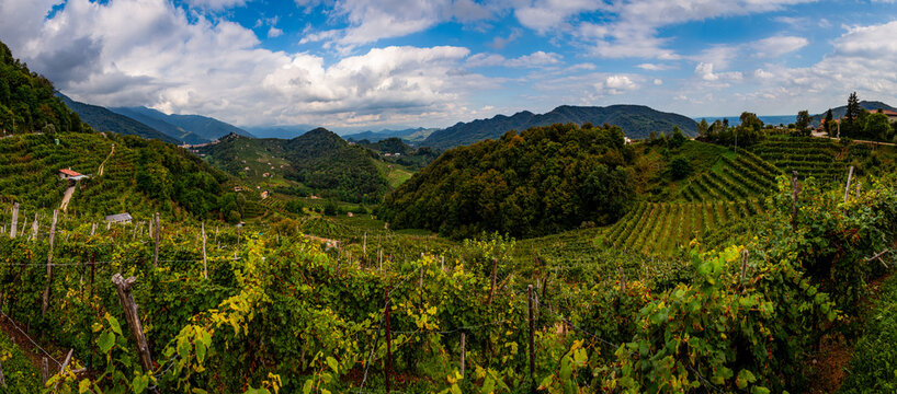 colline vigneto treviso