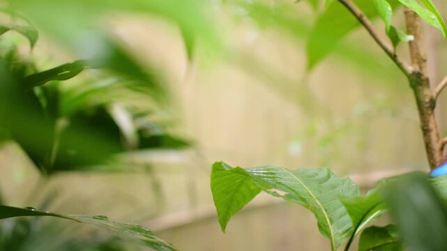 Monarch butterfly displaying distinctive eye-spot wing patterns rests on vibrant green leaf before taking flight. Lush tropical foliage creates soft bokeh background in this serene nature scene.