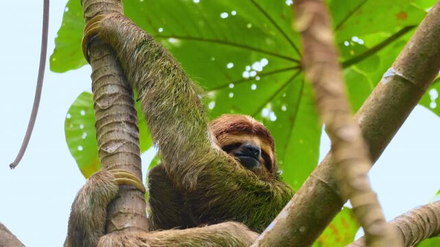A three-toed sloth with distinctive green algae-covered fur clings to branches in a cecropia tree. The mammal rests peacefully among large tropical leaves in the rainforest canopy.
