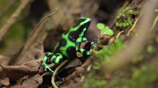 Vibrant green and black poison dart frog sits motionless on decaying leaves in tropical rainforest. Moss and small plants surround the colorful amphibian in its natural humid habitat.
